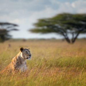 Animal Survival (4th)