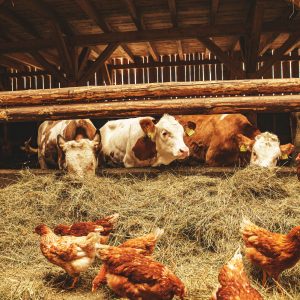 Farm (Pre-K)