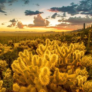 Ecosystems Around the World (2nd)