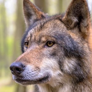 Forest (Pre-K)